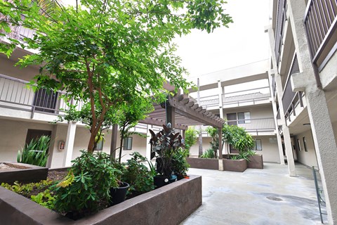 A courtyard with a tree and plants.
