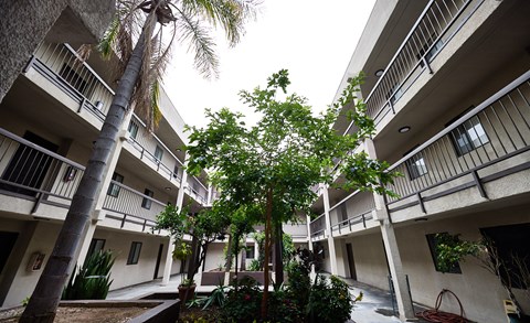 A tree in the middle of a courtyard surrounded by buildings.