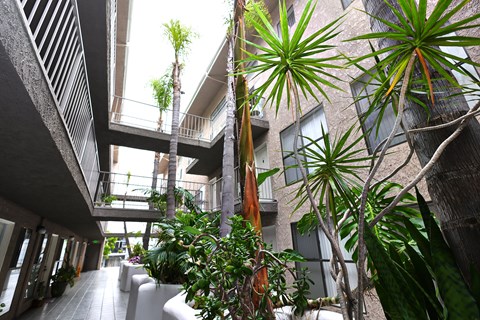 A green plant is in the middle of a walkway.