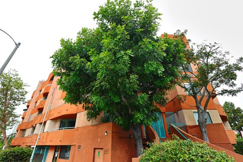 A tree with green leaves is in front of a building with orange walls.