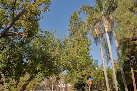 A tree with green leaves is in the foreground of the image.