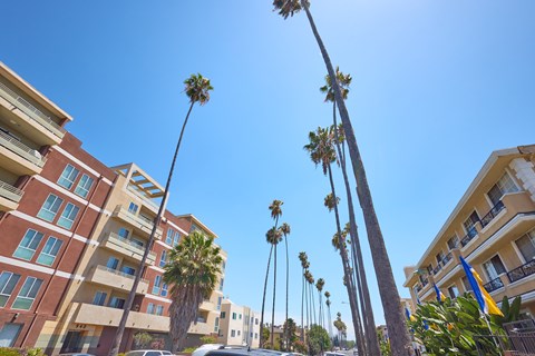Palm trees line a street in front of apartment buildings.