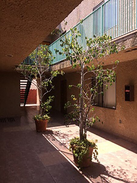 a courtyard with two potted plants and a tree