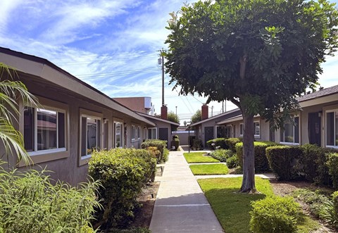 A tree in a grassy area in front of apartment buildings.