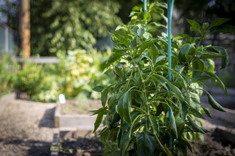 Winthrop Terrace - Bowling Green
