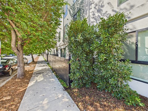 A tree and shrubbery line a sidewalk in front of a building.