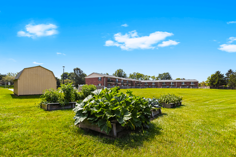 Vegetable garden at Briarwood Apartments in Lafayette, featuring a variety of thriving plants in raised garden beds.