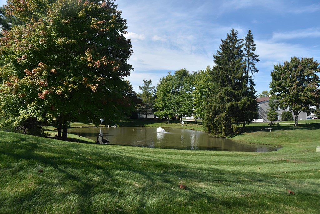 a small pond in the middle of a park