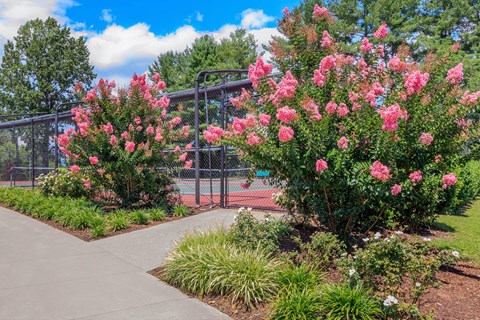 a park with pink flowers and a tennis court