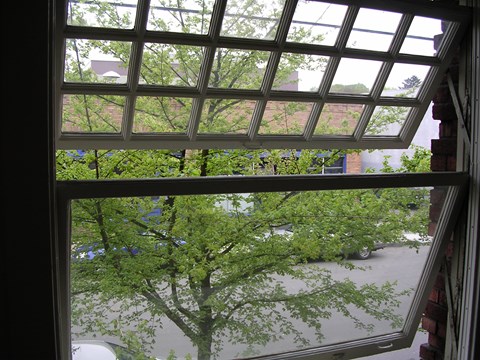 A tree is seen through a window.