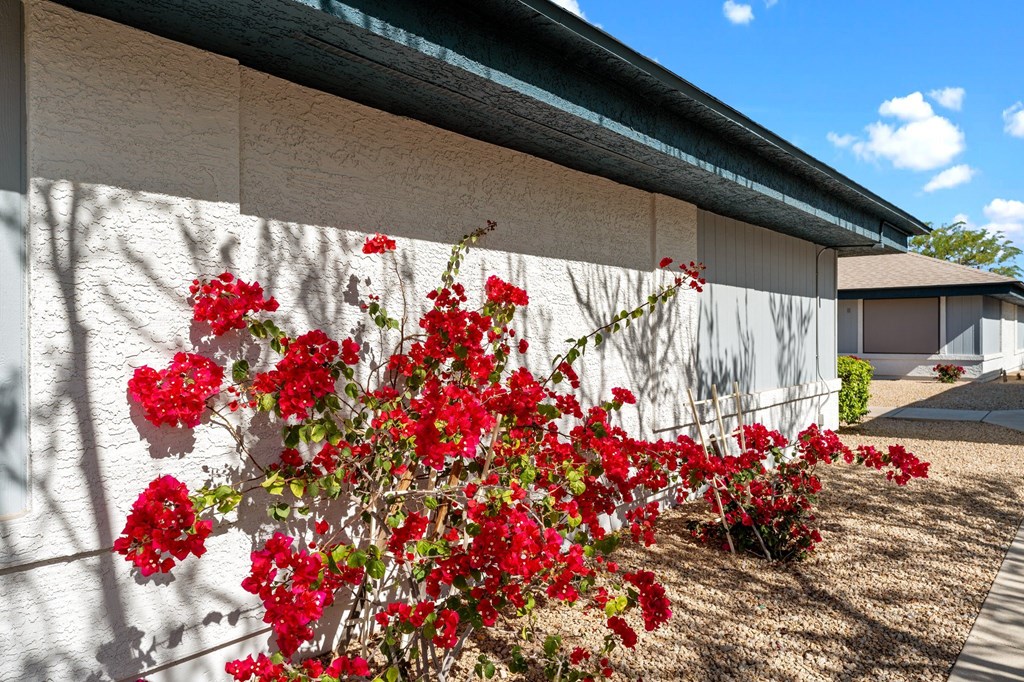 Red flowers in front of a white wall.