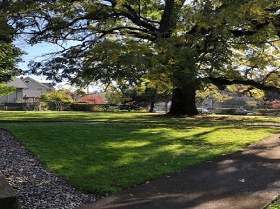 a tree in a park next to a sidewalk