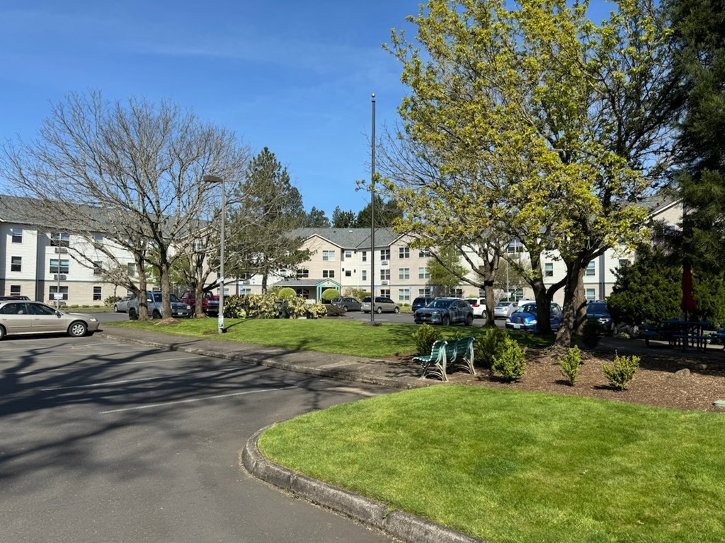 A sunny day in a residential area with cars parked and trees in bloom.