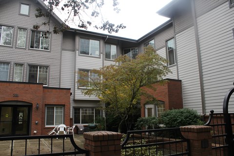 A tree with yellow leaves is in front of a grey building.