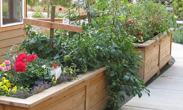a vegetable garden in a wooden box on a porch