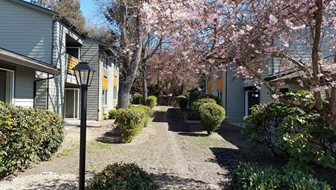 a street with houses and trees with pink flowers