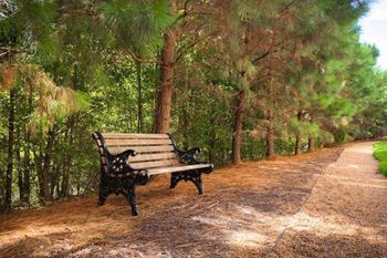 Tree lined nature trail with bench for resting
