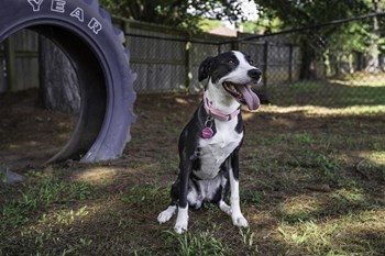 spotted dog sitting beside tire in bark park at The Mills at 601, Prattville - Photo Gallery 28