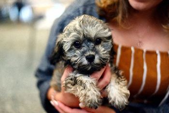 a woman holding a small dog in her arms