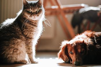 cat and dog relaxing in an apartment building