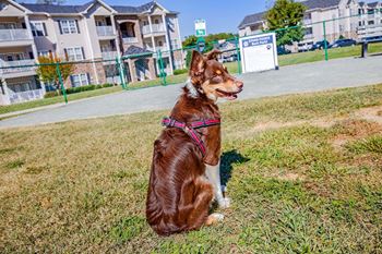 A brown dog with a pink harness is sitting on the grass at Elan at Mallard Creek Apartment Homes, Charlotte