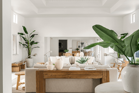 a living room filled with furniture and a large green plant