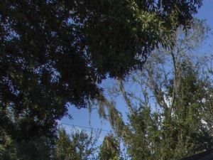 The Legends at Champions Gate | Apartments for Rent in Champions Gate, FL | Detached Garages