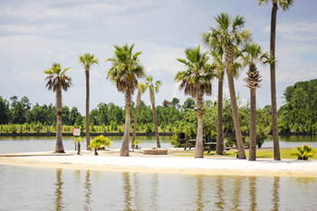 a park with palm trees on the shore of a lake