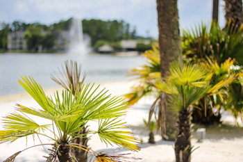 a fountain in the distance with palm trees in the foreground