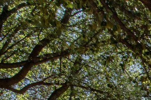 The Lincoln at Towne Square| Hammock Courtyard
