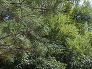 Dog Park | The Grayson Apartment Homes Charlotte, NC