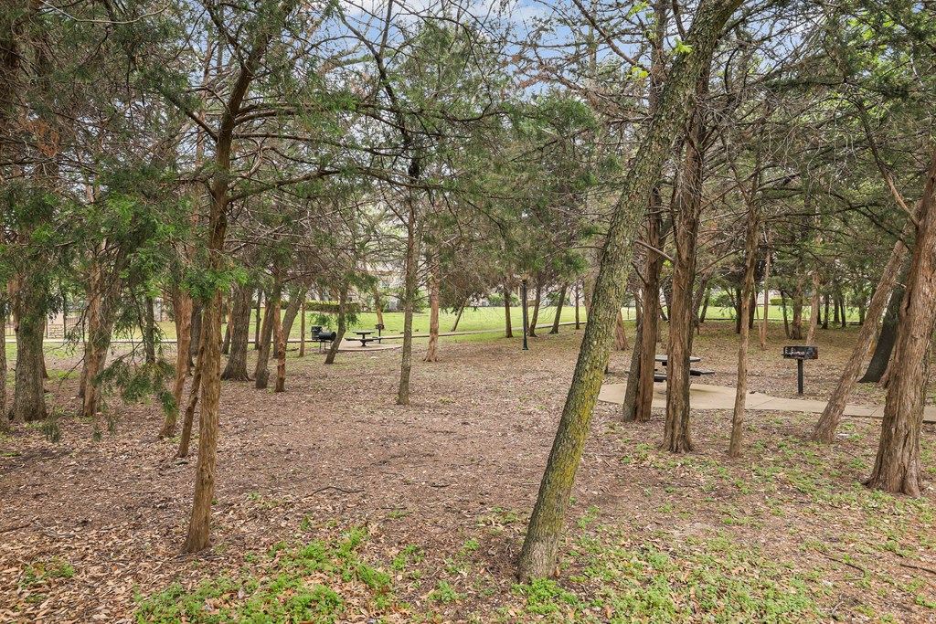 A forest with a bench in the middle of it.