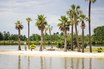 a park with palm trees on the shore of a lake