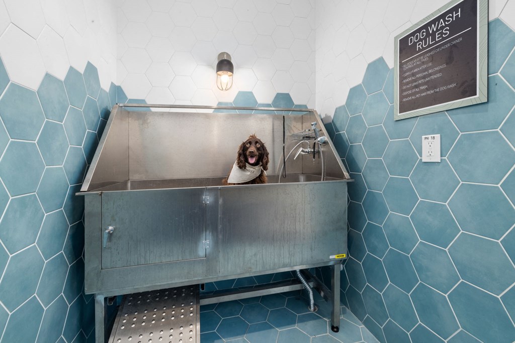 A dog is sitting in a metal tub in a room with blue hexagonal tiles.