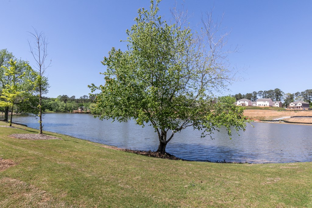a tree on the shore of a lake