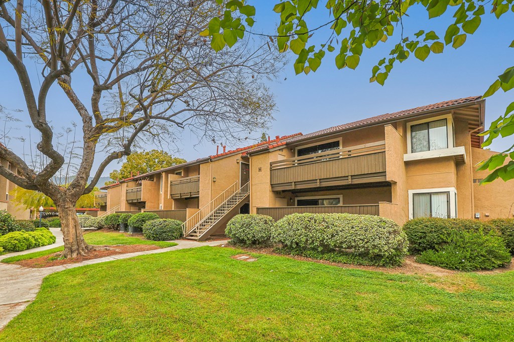 A tree with green leaves is in front of a building.