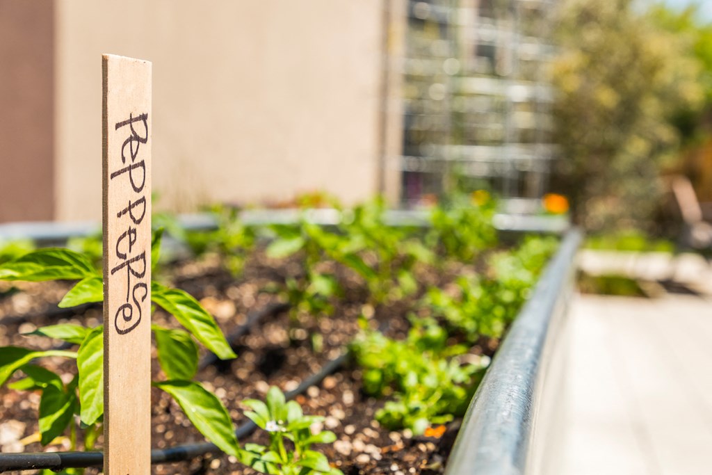 a wooden stick with a sign in a garden