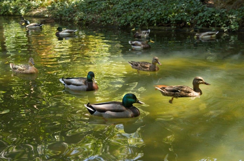 a group of ducks swimming in a pond