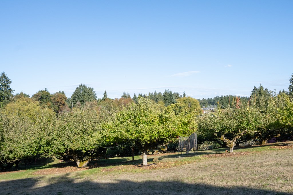A field of trees with a clear blue sky above them.