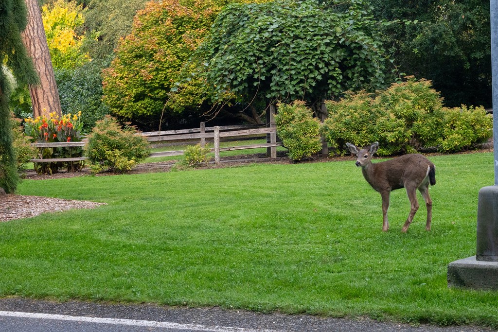 A deer is standing in a grassy area near a fence.