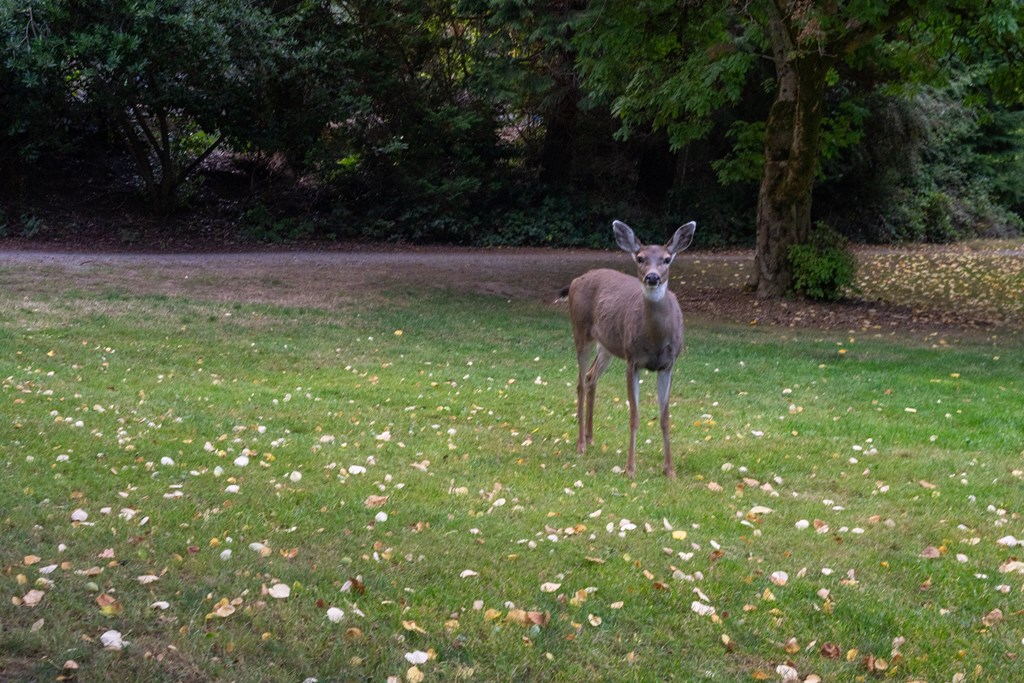 A deer standing in a field of flowers.