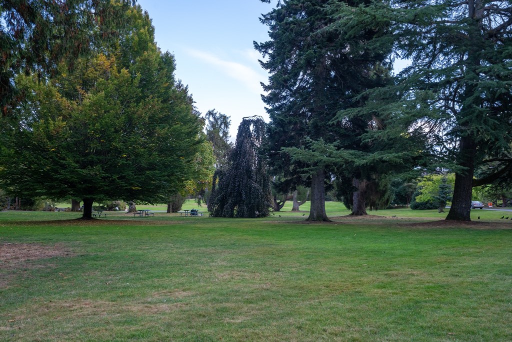 A grassy field with trees in the background.