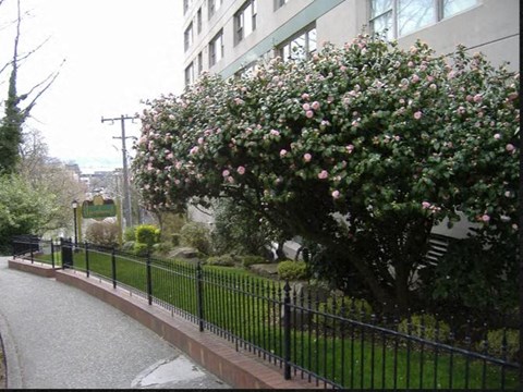 A black fence runs along a sidewalk.
