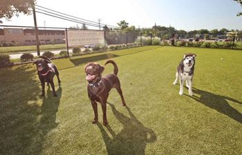Neighborhood dogs enjoying the bark park  at Saratoga Square, Springfield, 22153