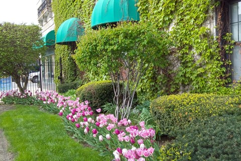 A row of pink flowers in the foreground with a building in the background.