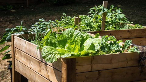 Community Gardens