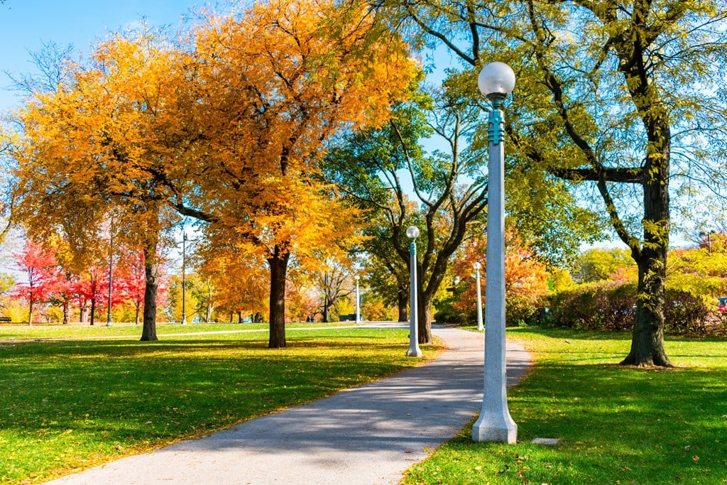 a path in a park with trees and a lamp post