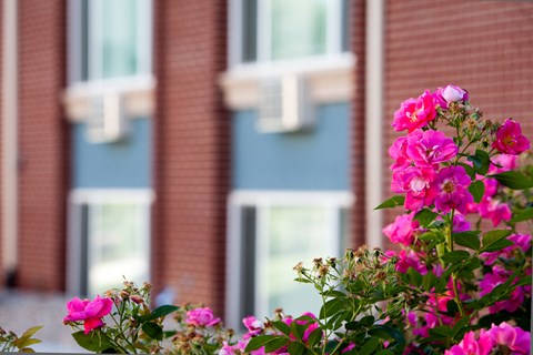 Pink flowers in front of a building with blue walls.