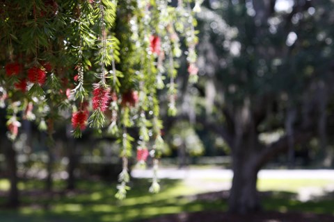 a tree branch with red and white mistletoe hanging from it
