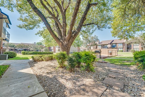A tree in a landscaped area with a sidewalk and a building in the background.